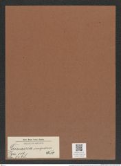 Trinacria insipiens Witt. (de-Toni-Nr.: Genus 119, Species 3408) Zeichnungen Sammlung Grunow Mappe 03616 (Herbarium_W_Grunow_drawings_Folder_03616)